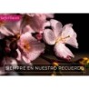 Tarjetita in Memoriam · D-02